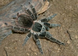 Lasiodora parahybana
